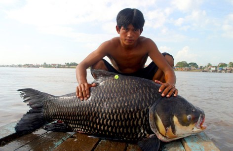 Tonlesap fish