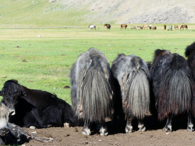 Tails of the Yaks